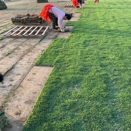 地被草皮，宜春混播草皮批發(fā)價格咨詢，混播草皮種植要求