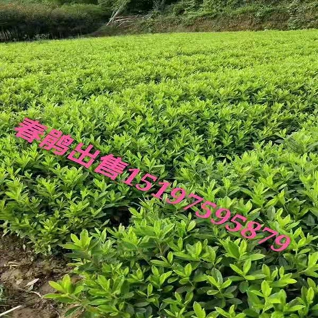 新余春鵑小苗價(jià)格，城市美化春鵑小苗批發(fā)，新余春鵑苗圃供應(yīng)商