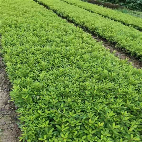 宜春春鵑小苗批發(fā)，江西春鵑苗圃場(chǎng)直賣價(jià)格，城市綠化用春鵑小苗