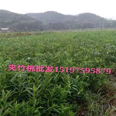 宜春夹竹桃苗批发，宜春观赏夹竹桃苗供应商，大量夹竹桃小苗批发