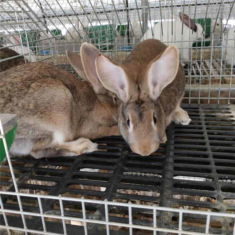 菏泽市大型肉兔养殖基地 比利时兔养殖效益 包教技术包销路