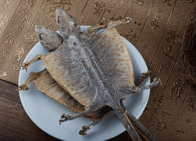 老挝蛤蚧图片