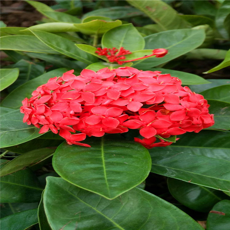 黄花龙船花 广西龙船花盆苗 点击查看