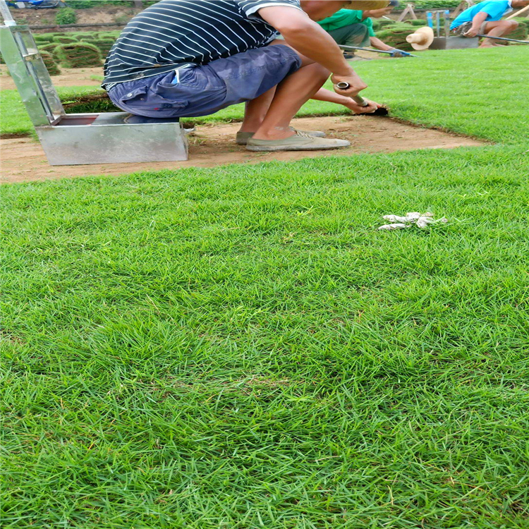 草皮種植基地 河北高羊茅草坪 道路綠化工程用草