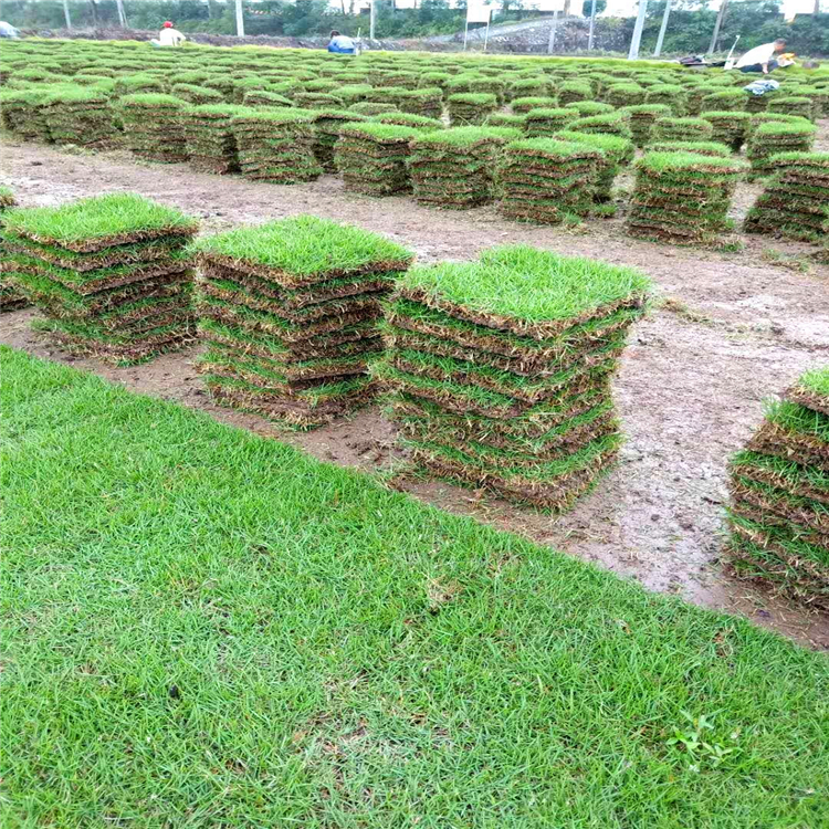 供應草皮基地 江西暖季型草皮 狗牙根草坪種植