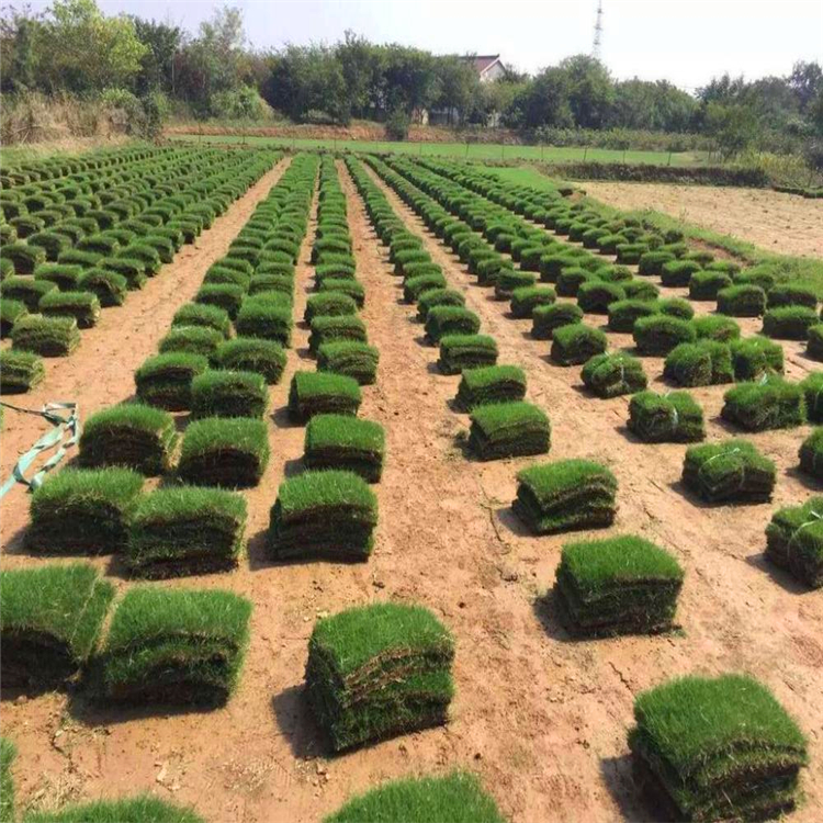 精品草卷貴州冷季型草皮綠化草坪苗木