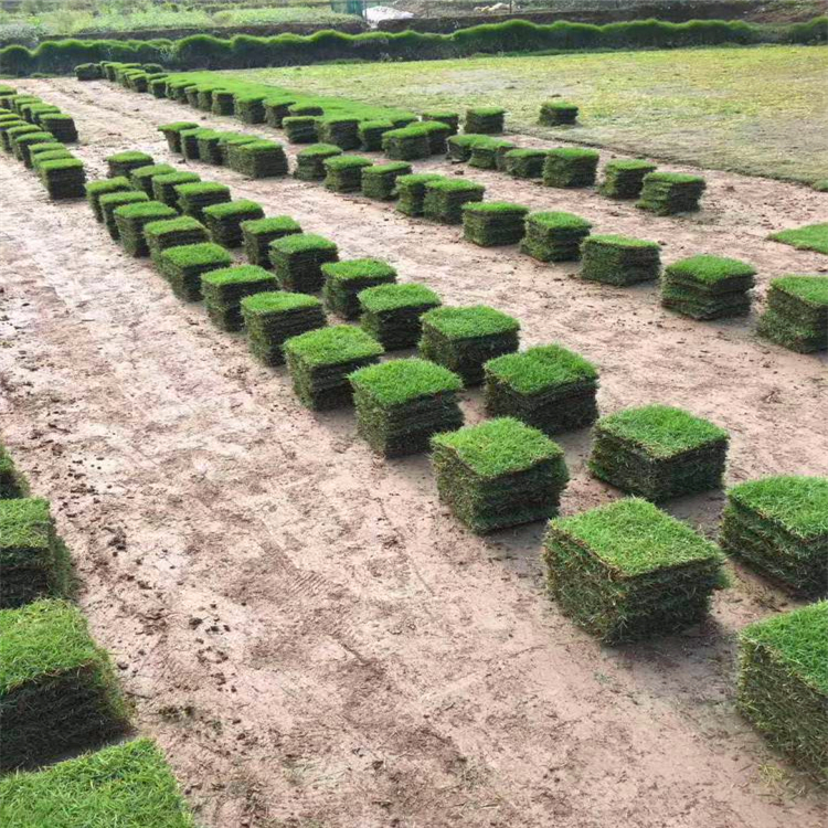 供應草皮基地 江西暖季型草皮 狗牙根草坪種植