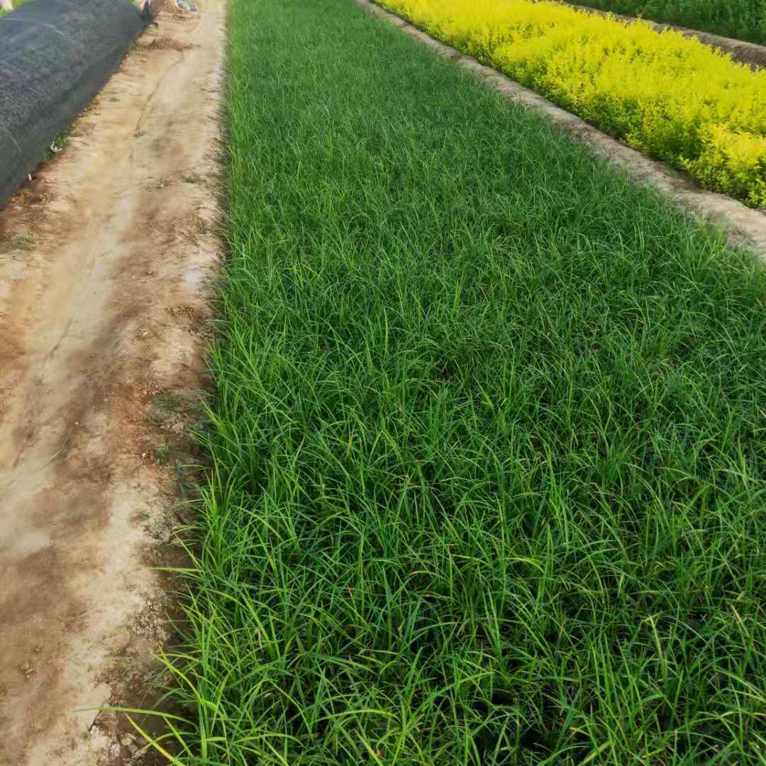 山东供应麦冬苗护坡地被草园林绿化麦冬草