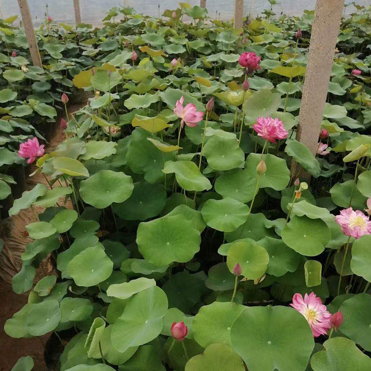 出售荷花小苗 荷花幼苗 昌兴荷花价格 欢迎详询