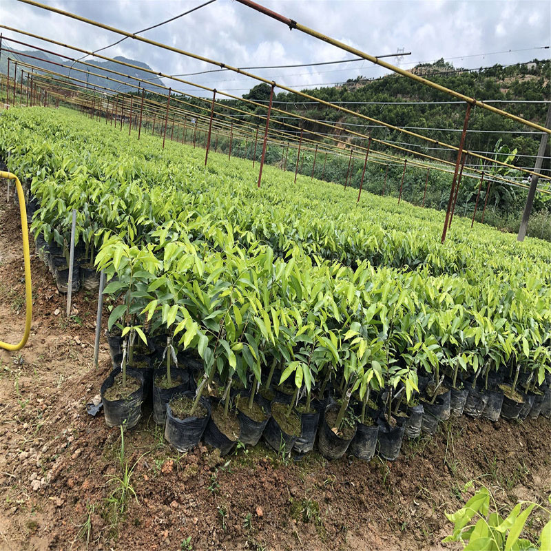 惠东绿奇楠母树一代嫁种植沉香绿奇楠树苗结香快油质好常年供应