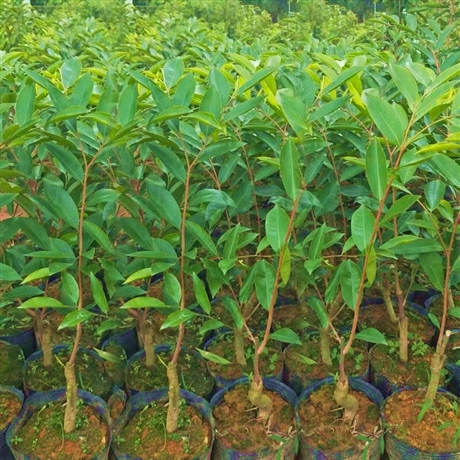 惠东绿奇楠母树一代嫁种植沉香绿奇楠树苗结香快油质好常年供应