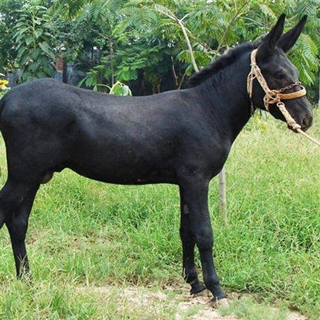 一头驴价格山东毛驴价格黑驴价格大量批发