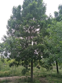 12公分/14公分/15公分白蜡济宁全新报价