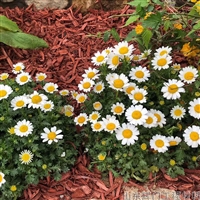 彩色有机地表覆盖物 苗圃装饰木屑 绿化工程栽培覆盖物