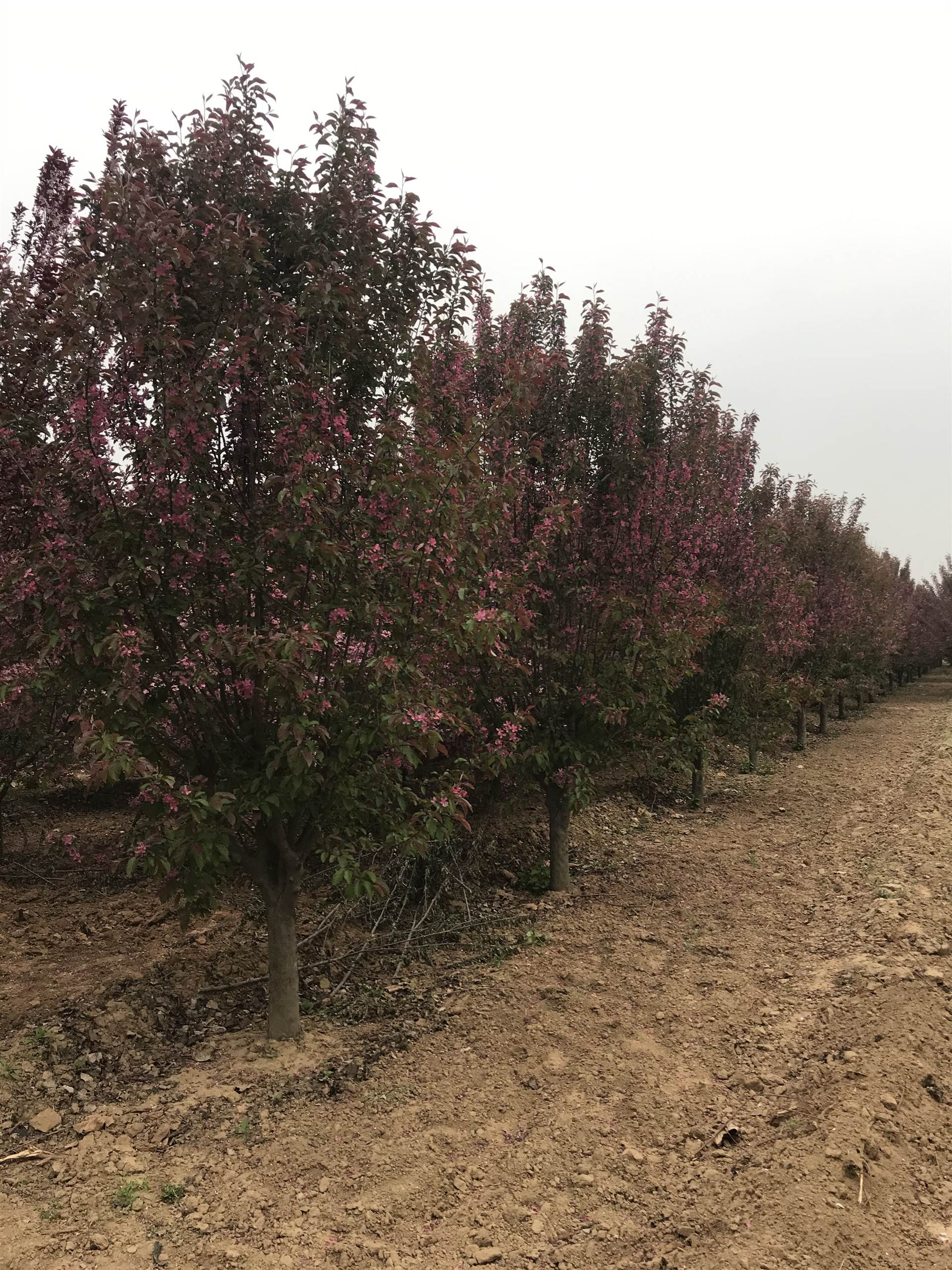 近期10公分西府海棠价格12公分西府海棠价格