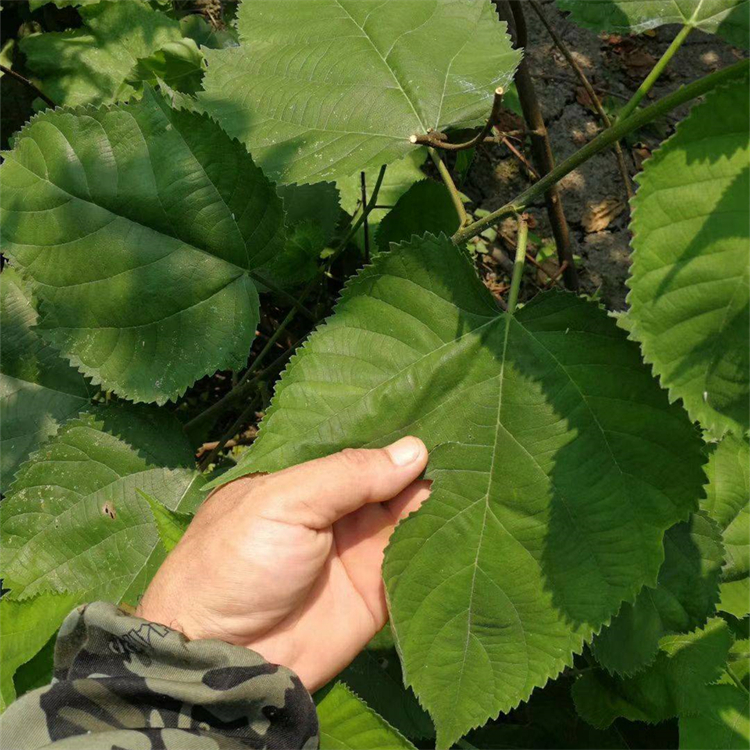 基地出售构树苗木工厂城乡行道美化乔木型绿化小苗