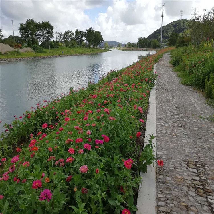 韶关市抗冲椰垫 椰棕垫 水生植物种植浮床 河道边坡绿化
