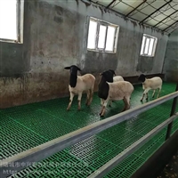 羊床搭建塑料羊用漏粪板塑料羊床