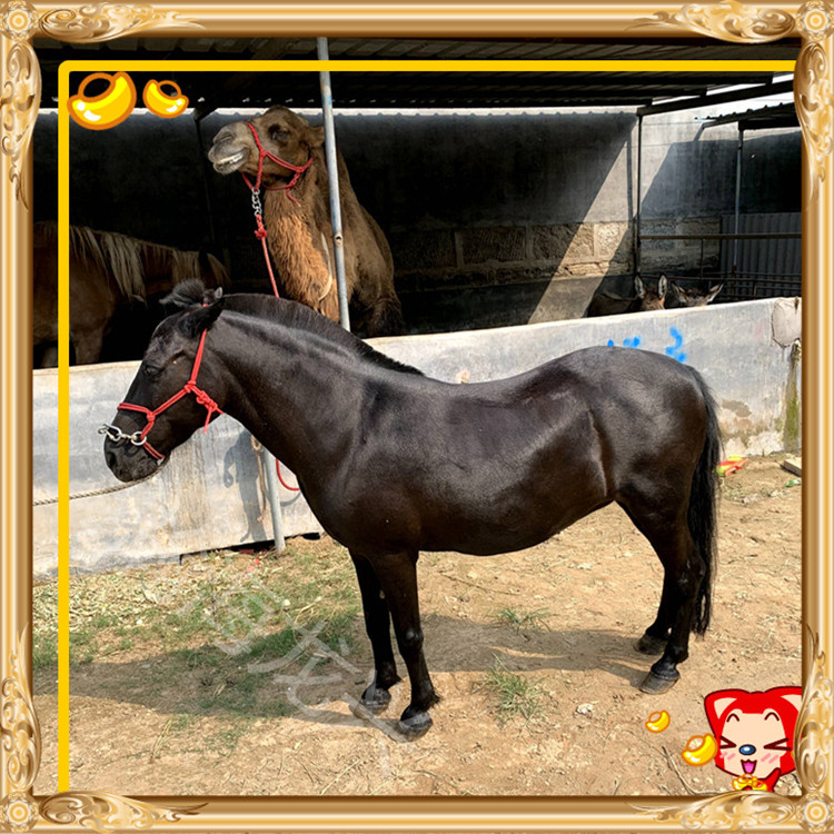 pony矮马价格 6岁肩高122cm 个人骑乘马出售教学马