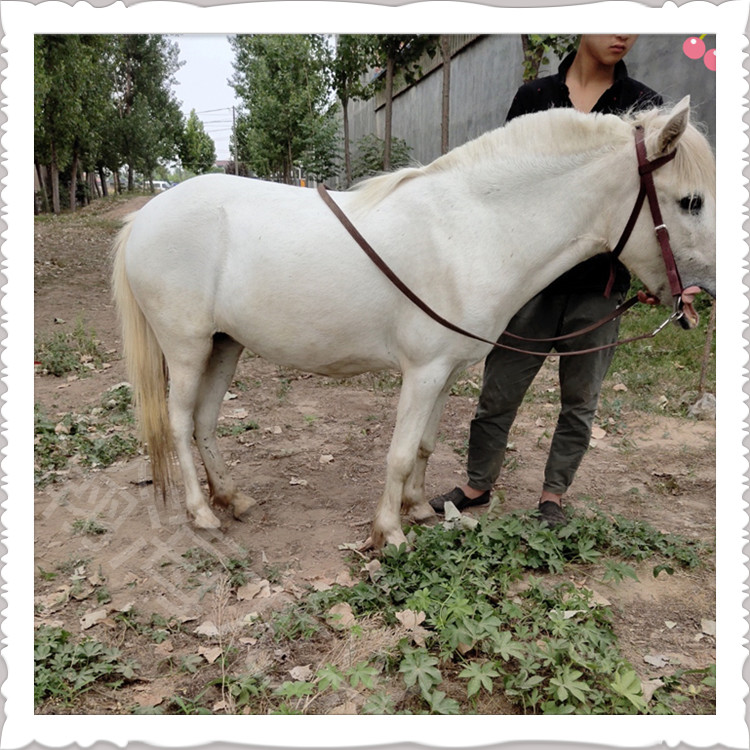 pony矮马骑乘马出售 4岁肩高122cm 俱乐部调教老实稳定