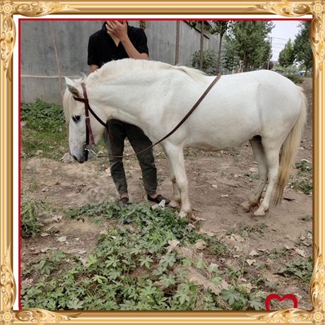 pony矮马出售价格5岁肩高125cm进口俱乐部调价骑乘马