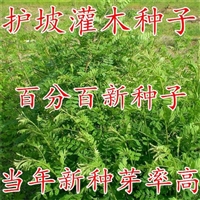 狗牙根种子发芽