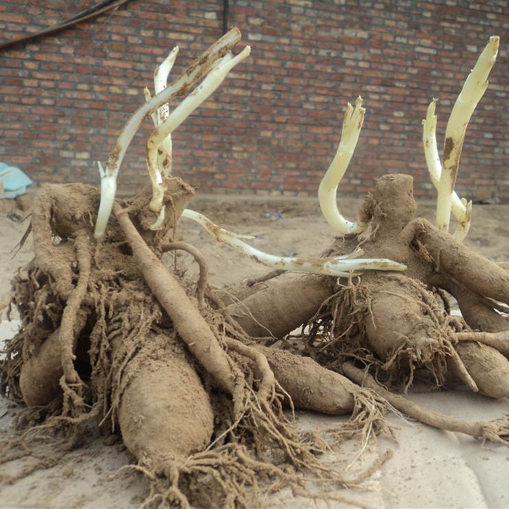 中川 大丽花种球 容易养护 花海效果震撼 块根种植