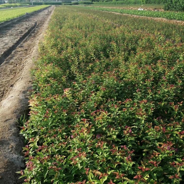 大连金山绣线菊杯苗绣线菊价格辽宁苗圃供货