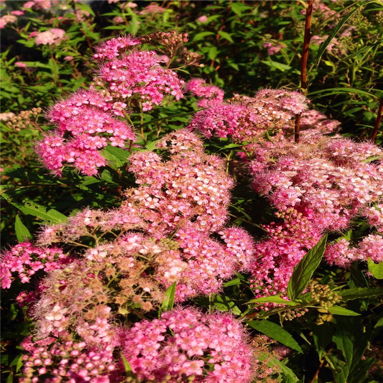 金焰绣线菊(spiraea x bumalda cv