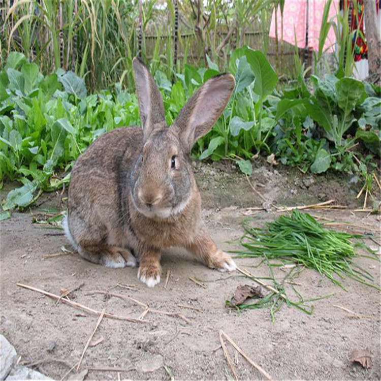 体重5千克以上为大型兔;3～5千克为中型兔;3千克以下为小型兔.