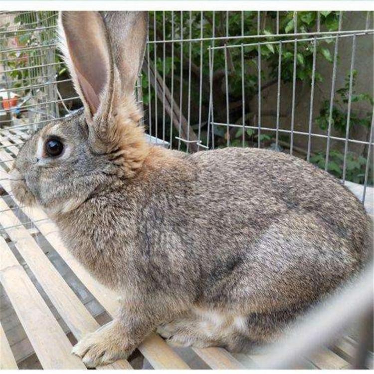 批发种兔养殖出售肉兔 欢迎选购比利时兔 散养比利时兔 批发供应
