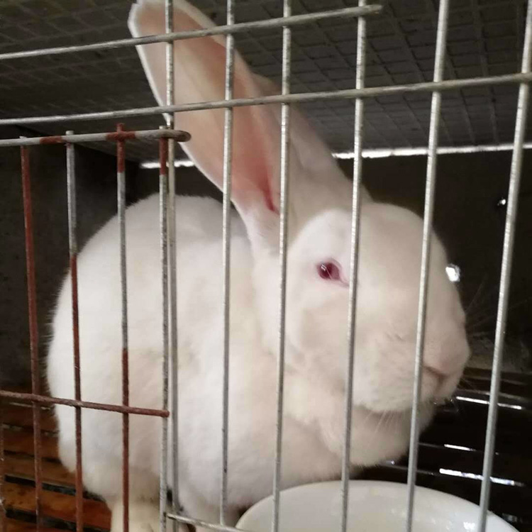 批发种兔养殖出售肉兔欢迎选购比利时兔散养比利时兔批发供应