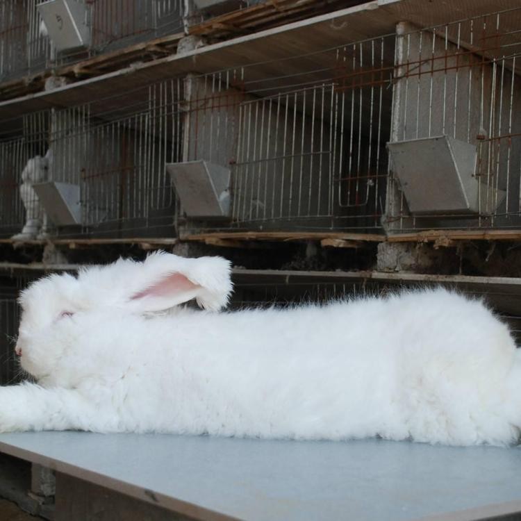 活体比利时肉兔新报价比利时兔散养比利时兔大量出售