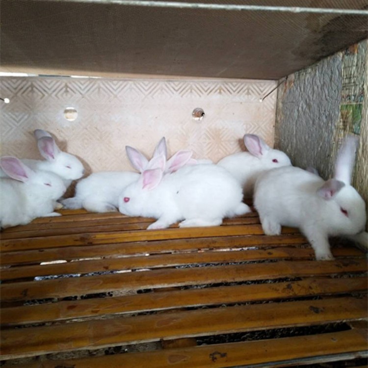 肉兔苗批发市场 肉兔苗多少钱一只啊
