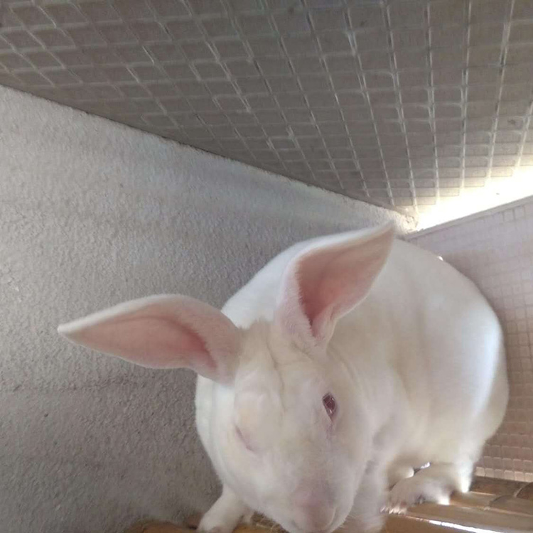 批发种兔养殖出售肉兔欢迎选购比利时兔散养比利时兔批发供应