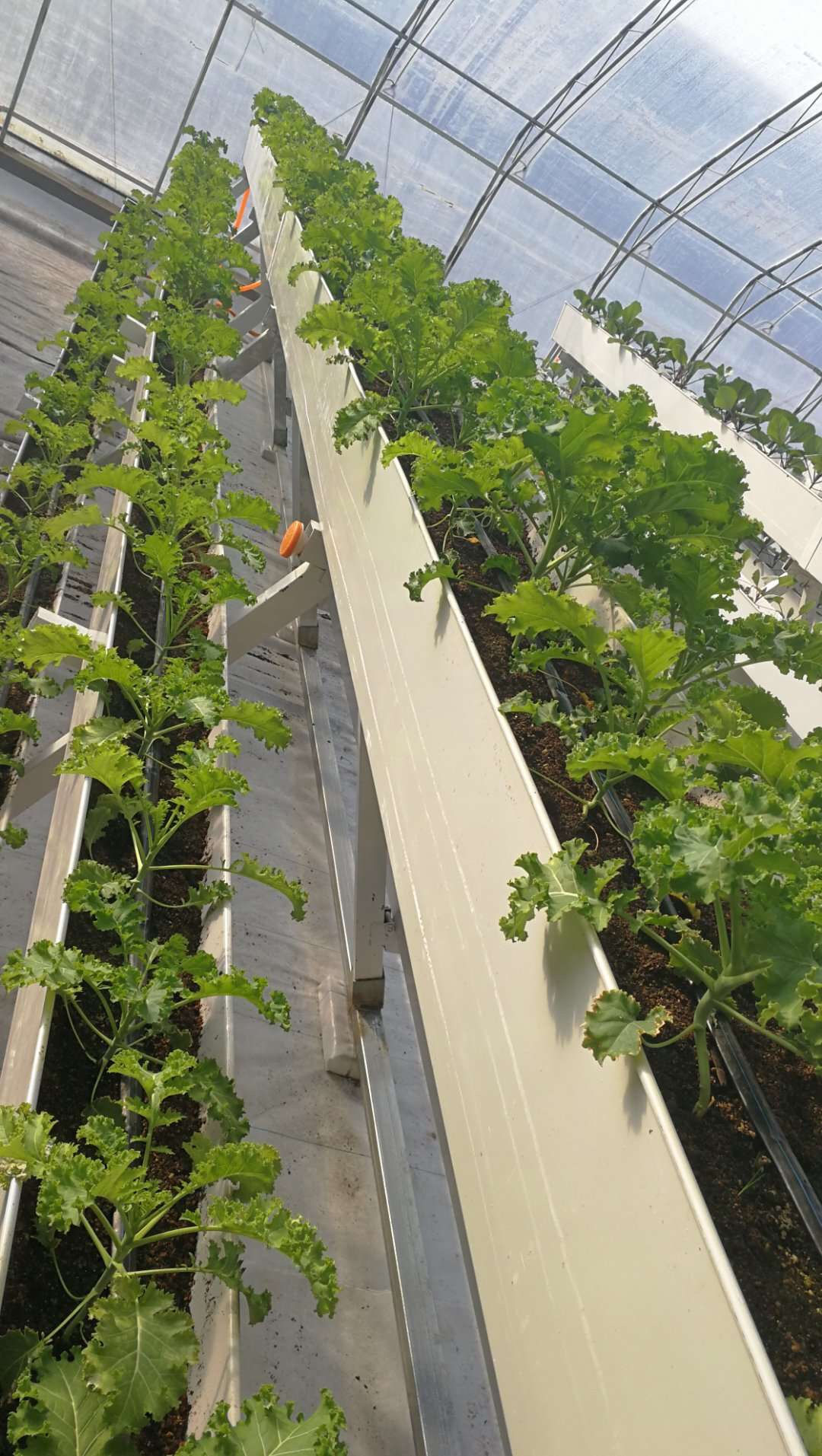 湖南湘潭无土草莓种植槽报价