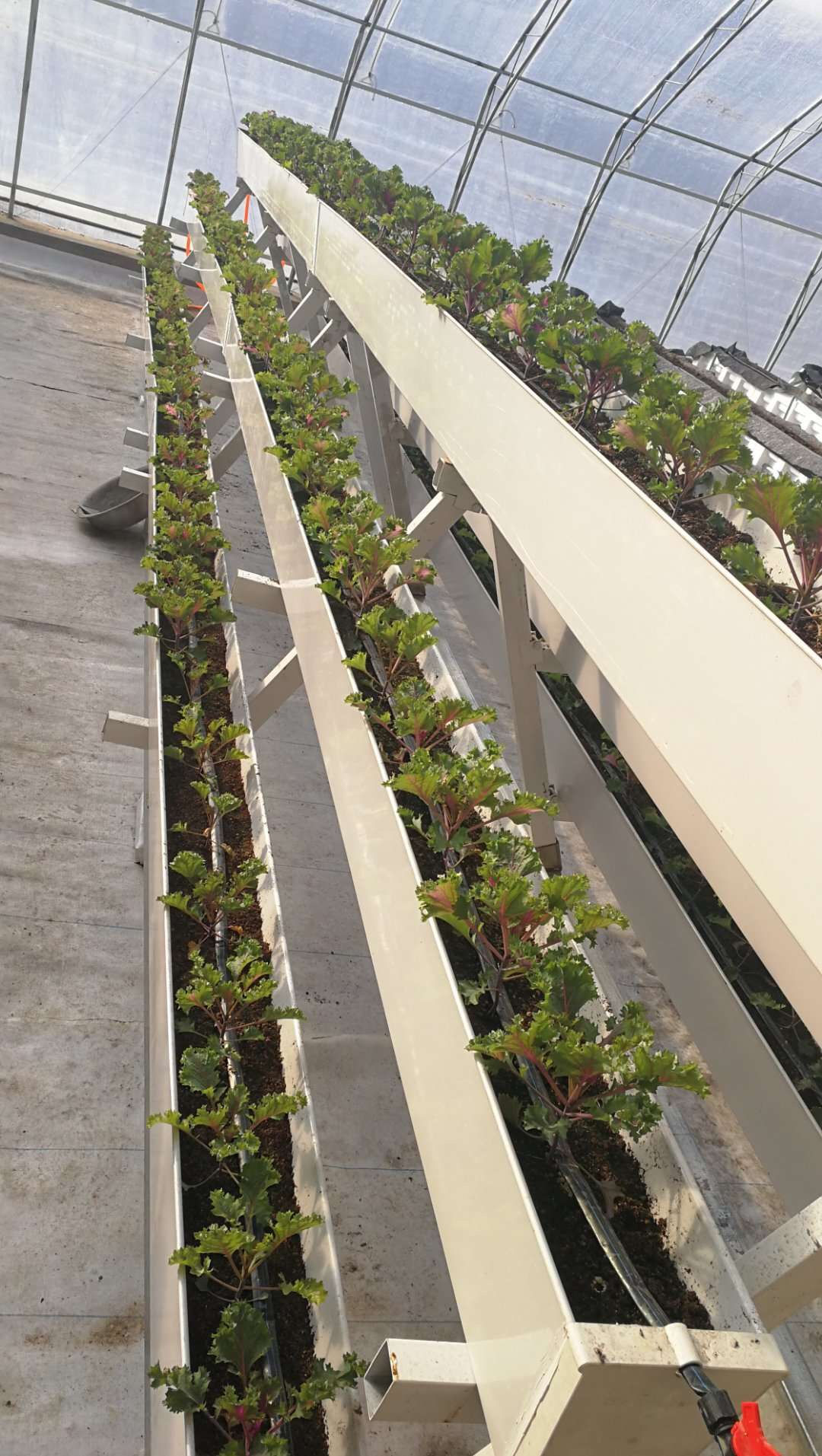 草莓种植槽厂家