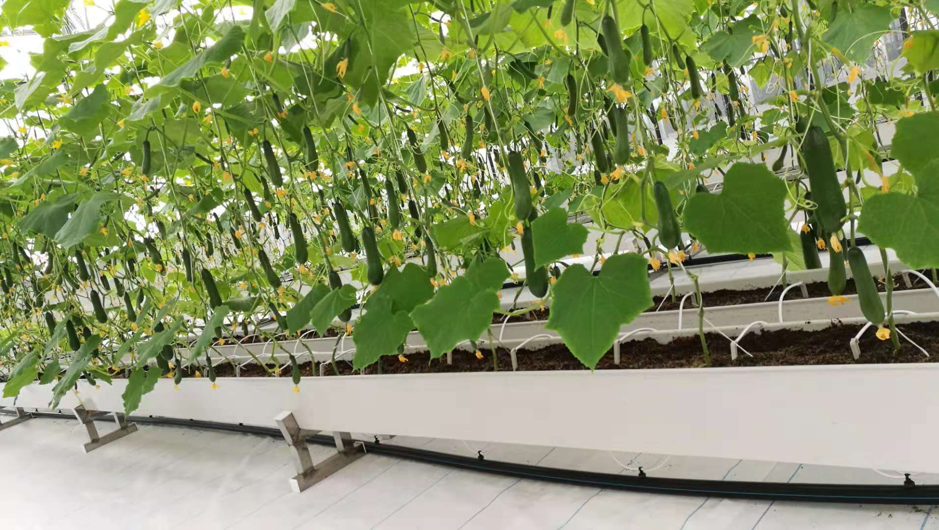 a型草莓种植槽价格