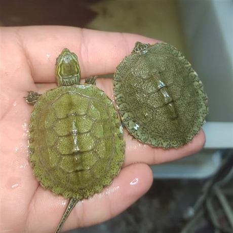 质优价廉日石宠物龟日本石龟观赏水龟种龟龟苗