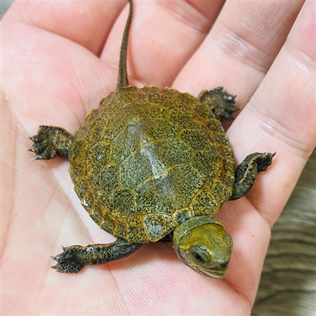 质优价廉日石宠物龟日本石龟观赏水龟种龟龟苗