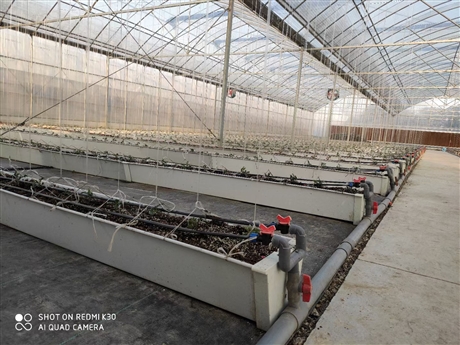 河南焦作a型草莓种植槽报价