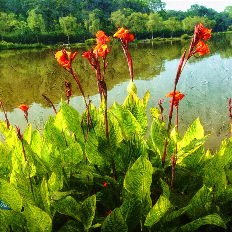 水生植物批發 山東水生美人蕉價格 多種顏色-搜了網