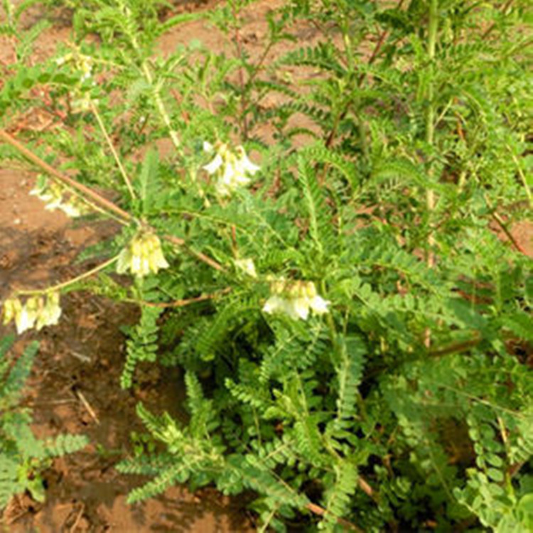 寒山芪药材植株图片图片