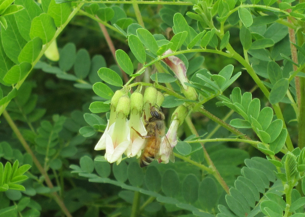 中药材黄芪种子种植成本与利润