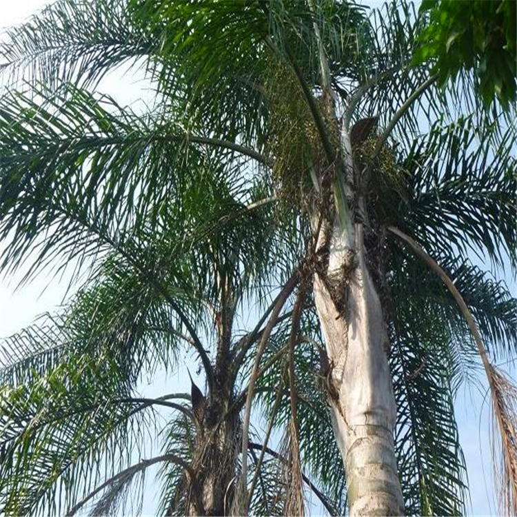 庭院园林景观树 浙江皇后葵 此信息长期有效