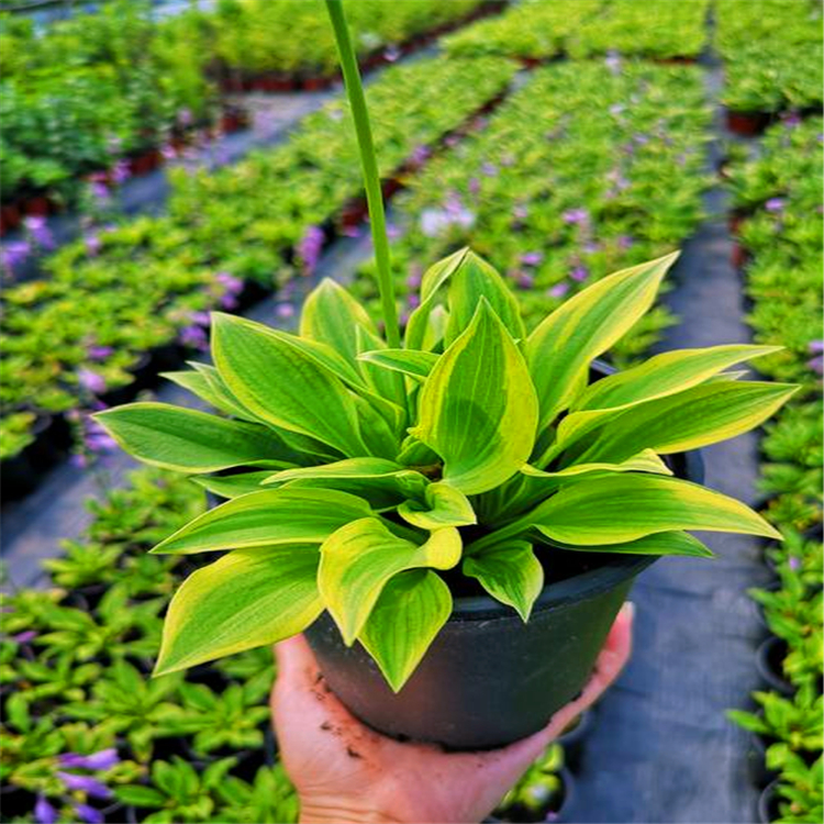 大量出售宿根花卉 湖北银边玉簪花苗 价格从优