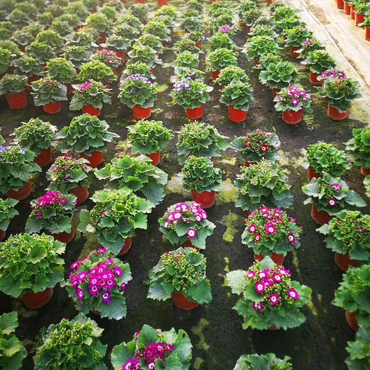 瓜叶菊种植基地 昌兴 批发瓜叶菊苗 量大价优