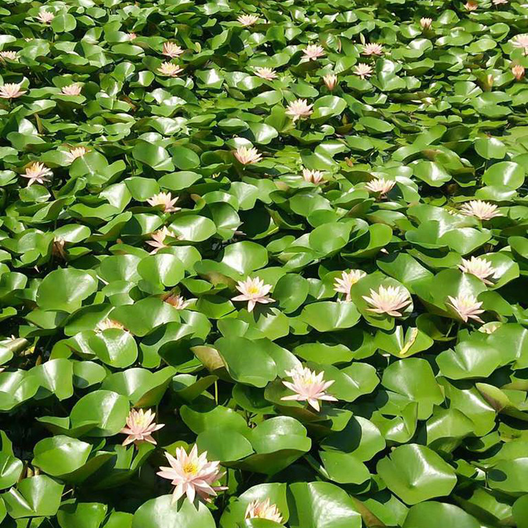 出售荷花荷花小苗昌兴荷花报价量大价优