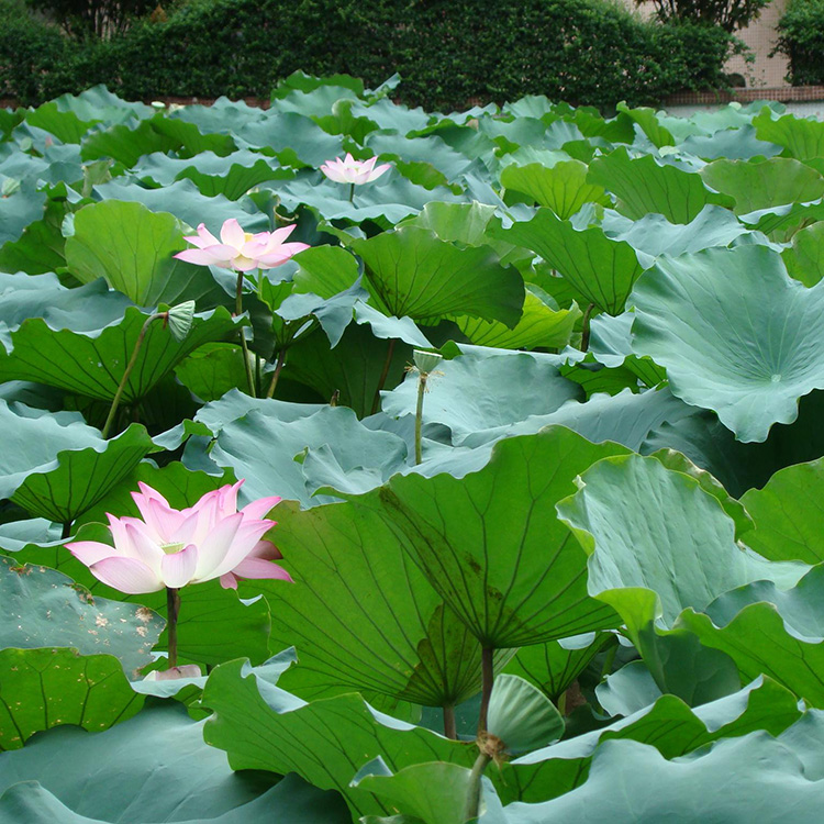 出售荷花荷花小苗昌兴荷花报价量大价优