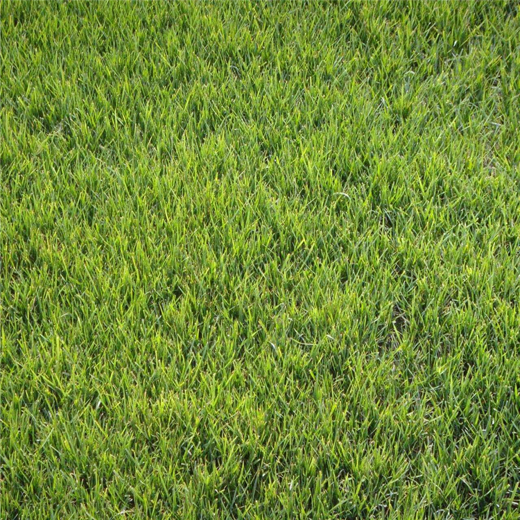 绿化草坪批发河南百慕大混播黑麦草公园草皮基地大量供应
